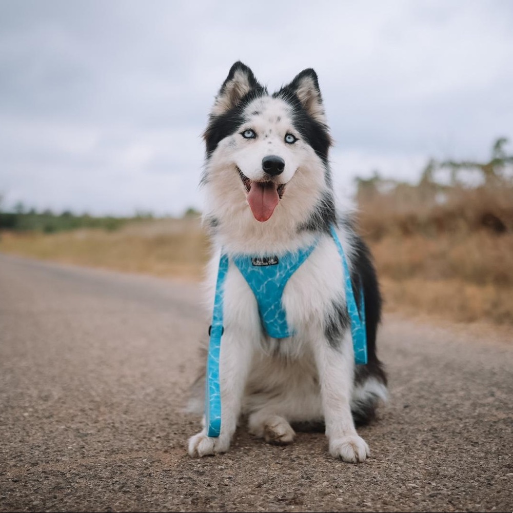 CLEARANCE! $10 Brand new Dog Harness - Collection  Pool Pawty